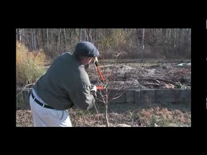 Simplified Pruning Guide for Peach Trees