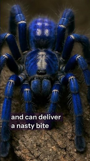 The Blue Tarantula You’ve Never Seen Before 🕷💙