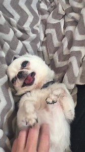 3.1K views · 1.2K reactions | Goodnight friends. Life (and belly rubs) are Good! | Teddy | Facebook