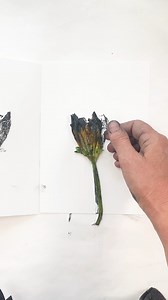 Monoprinting a Courgette flower (or as all of the rest of the world say Zucchini) Somethings in fact most things 😂 are endlessly surprising to me! Right at the end of the growing season this flower produced a print with lots of surprising detail which made me see it in a different light 😊 If you would like to try this there is a link in our profile to all materials and step by step guides https://www.impressionsofnature.co.uk/materials . . . . . . . . . . . . . . . #PrintmakingTechniques #ukpr