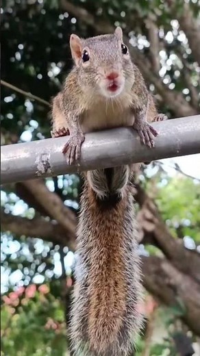 Beautiful Calling of a Squirrel in Nature! #original #animals #wildlife #birdsounds #birdsongs