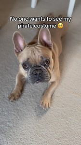 Do you want to see my pirate costume? 🥹🏴‍☠️ . . #Frenchie #FrenchBulldogs #FrenchBulldog #FrenchieLove #FrenchieLife #FrenchieNation #FrenchiesOfInstagram #dogmeme #FrenchBulldogLove #FrenchieGram #doglife #FrenchieObsessed #dogmemes #dogdad #funnydog #FrenchieAddict #FrenchiesAreTheBest #FrenchieCuteness #FrenchieNationUnite #FrenchieFun #FrenchieLovers #FrenchBulldogsofIG #funnydogs #dogsofinstagram #piratedog #dogcostume #dog | TJ The Frenchie