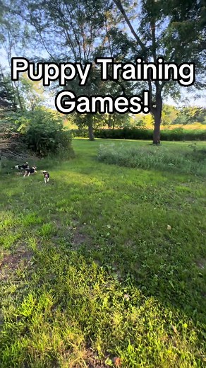 Puppy Training Games: Fun Techniques for Beagle Progression