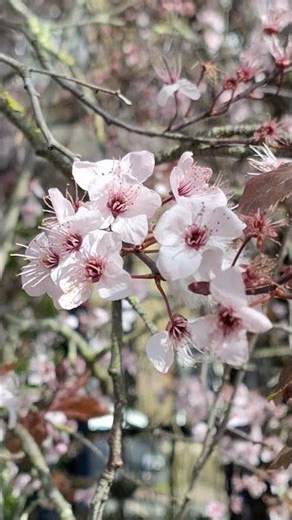 Happy Spring! Beautiful Spring Flowers🌺🪻🌻 | #Shorts