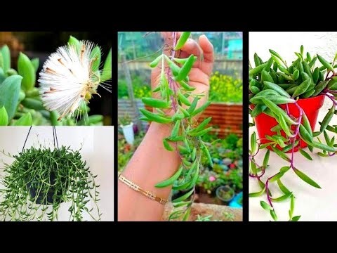 How to Grow and Care String of Bananas || String of Bananas 🍌