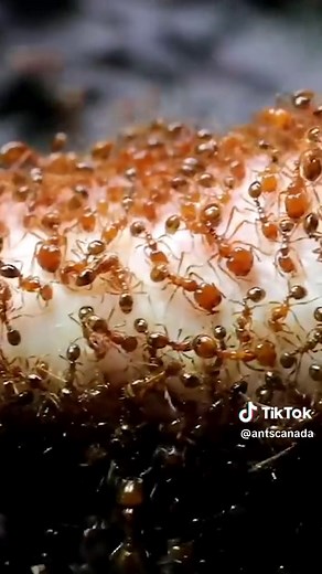 Fire Ants Feast: Raw Chicken Foot & Shocking Discovery