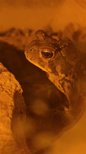 Did you know male toads are the ones that make sounds #reptiles #zooanimals #education #animals #zoo
