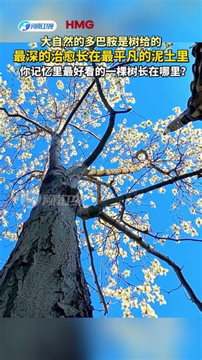 The most beautiful tree in your memory！ #民族風 #旅行 #chineselanguage #傳承 #美女 #chinesewriting