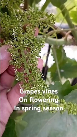 Grapes vines on flowering and pollination process