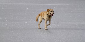 Ice Skating Dog – level 3 - News in Levels