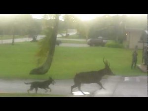wild dogs chasing deer on Guam Anderson base