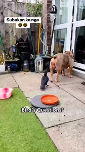 For Entertainment Purposes Only #highlights #highlightseveryone #husbandwifefunnyreels #fbreels2025 #fbreelsvideofbreelsviral #funnyreelsvideo #husbandandwifereels #highlighteveryone #funnyreels #husbandandwifeteam | Emzben Cabareban