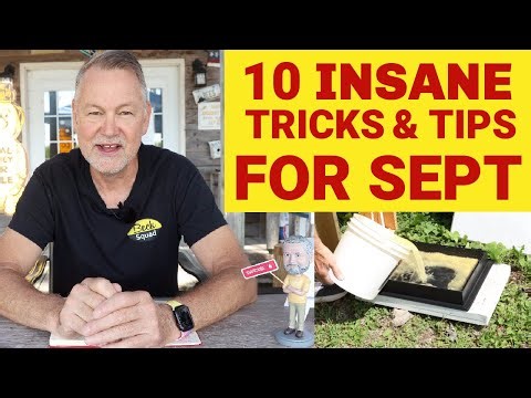 Beekeeping 10 Insane Tricks & Tips For September