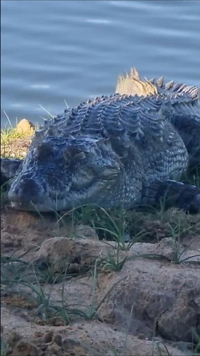 Why Crocodiles Are the Most Patient Hunters