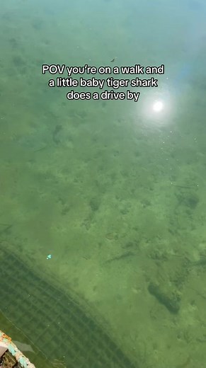 Exploring the World of Baby Tiger Sharks in Marine Biology
