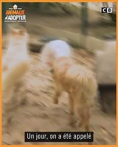 1M views · 10K reactions | Blanco vient d'arriver au refuge de la SPA. Découvrez sa touchante histoire qui se finit par une adoption. Animaux à adopter, samedi 6 mars à 21h05 sur C8. | C8 | Facebook