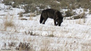 5.9K views · 1.9K reactions | WOLF LANGUAGE - THE CHEMISTRY OF SCENT...