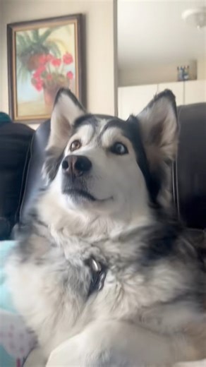 6.8K views · 628 reactions | absolutely love this animated film called “PIP”‼️ #fyp #dogs #husky #cute #guidedog | Penelly Watches Telly | Facebook