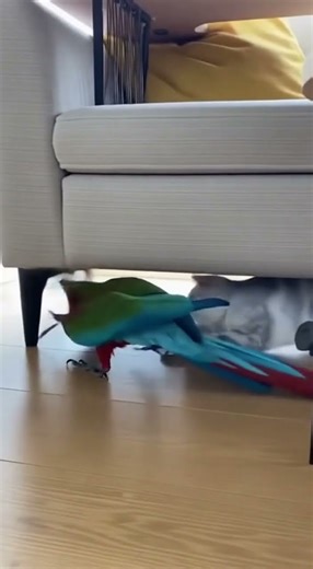 Watch a Cat's Incredible Instant Full-Speed Dash