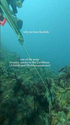why we hunt lionfish: invasive species removal in the Caribbean #marinebiology #vulnerablespecies