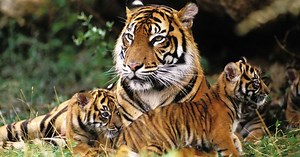 Tiger father breaks stereotype by caring for 4 cubs after mom’s death, surprises experts