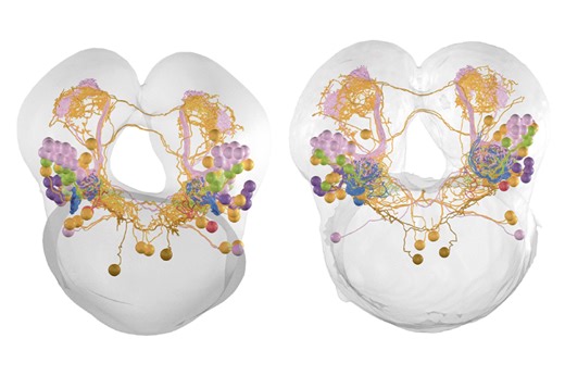 Cross-species connectome comparison shows uneven olfactory circuit evolution in flies