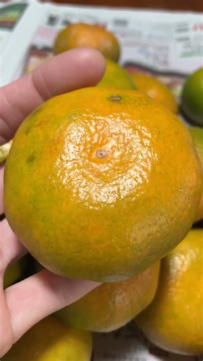 ORUTO WALK 自然豊かな街での暮らし ☆☆採れたて果物みかん☆☆ Mandarin Orange(Japanese Mikan) 2025.12.17 #garden #japan #日本