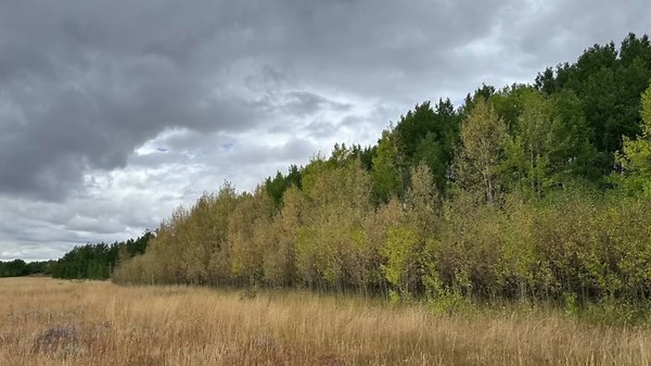 Forest entomologist says Colorado's current drought conditions could dull this year's fall colors
