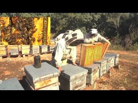 Abejas: Recolección y obtención de la miel