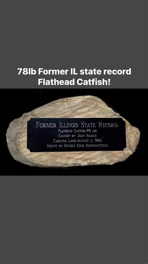 We were asked to create a replacement mount for the 50” 78lb former Illinois state record flathead catfish for the Carlyle Lake Welcome Center. Check it out!! #carlylelakefishing #carlylelake #lakemonster #flatheadcatfish #monsterflathead #trophycatfish #staterecordcatfish #crappiekilla #crappiefishing #fishreplica #catchandrelease #cpr #fishart #wildlifeartist #fishreproduction #riversedgereproductions #yourfishhasntlookedthisrealsinceitwasreal | River’s Edge Reproductions