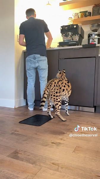 A dinner routine for a serval 🤍 she eats a fully raw diet, a mix of chicken, turkey, and rabbit usually