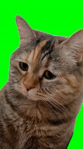 Yadro | Green Screen & Memes | Green Screen Sad Meowing Cat Meme #greenscreen #greenscreenvideo #chromakey #cat #cats #catmeme #catmemes #catmemesdaily #sadcat #sadcats... | Instagram