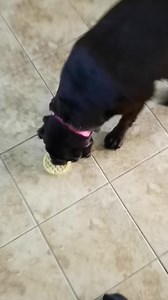 143K views · 1.4K reactions | He feels ecstatic for getting a frozen waffle #labrador #waffle #treats #funny | Poke My Heart | Facebook