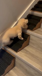 26K views · 20 reactions | Turn ordinary stairs into a safe ramp for small dogs, puppies, & seniors!  ⭐⭐⭐⭐⭐ (4.9/5)  Prevent accidents and IVDD  New grooved design with non-slip grip  Works for dogs of all sizes ️ Turn stairs into a safe ramp  Perfect dimensions for any home StairWedge now features a grooved surface for even safer steps, stopping risky stair-chasing and giving your pets the freedom to move with confidence. | StairWedge | Facebook