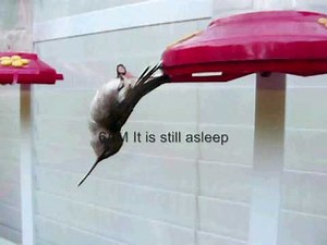 Sleeping Torpor Hummingbird in Bellevue Tennessee