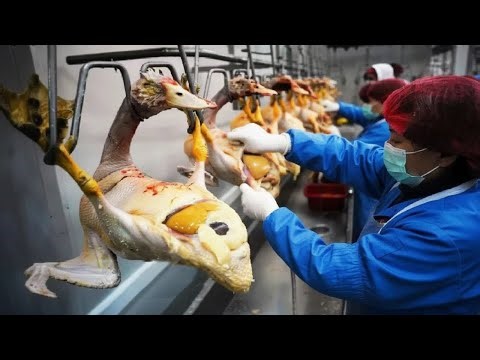 🔥 You Won't Believe How Expensive Goose Meat is Made! Complete Factory Tour - Foie Gras Secrets