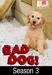 Bad Dog!: Hard Heads