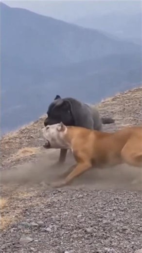Cane Corso vs Bulldog — Dominance Clash Caught on Distant Camera | Unedited Mountain Footage