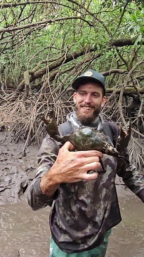 Discovering Mud Crabs in Mangroves