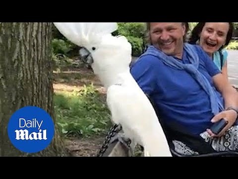 Hilarious cockatoo thinks it's a dog and barks at a puppy