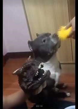 How to Train your Dog by Showing what happens when you mess up on a puppet Parody loop 🐶 🎭