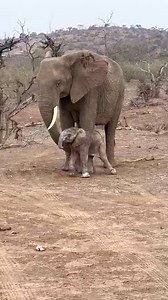 489K views · 10K reactions | Elephant baby, just 24 hours old! Being...