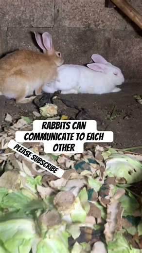 Rabbits don’t talk..but they understand everything 🐰💬 #shorts #rabbit #rabbitscommunication