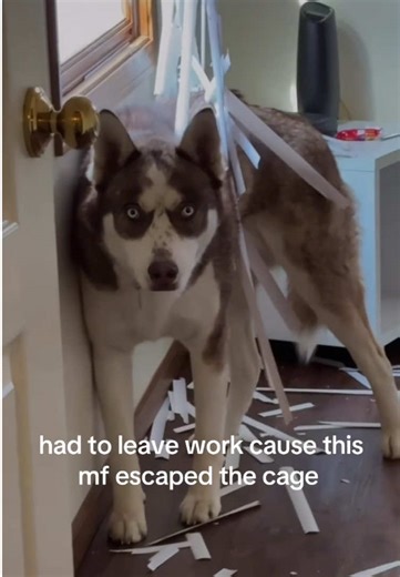 Hilarious Moment: Dog Stuck in Trash Can