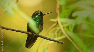 Purple-throated Mountain-gem - Lampornis calolaemus a hummingbird which breeds in the mountains of southern Nicaragua, Costa Rica and western Panama.