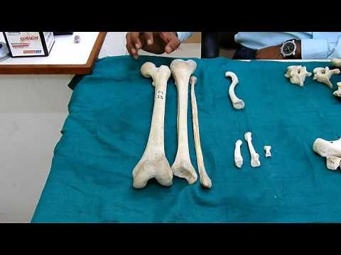 Classification of Bone According To Their Shape