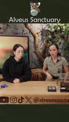 Alveus Sanctuary on Instagram: "Learning how Scorpions mate 🦂 (W loot) #alveussanctuary #scorpion #educational #sakurashymko #mayahiga"