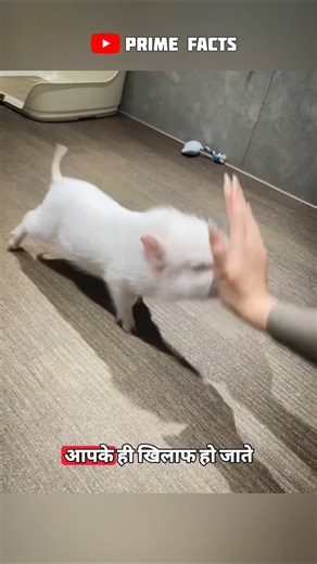 Funny & Cute Piglets Moments