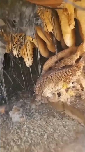 🐝 "This Is How Honey Is REALLY Made by Bees!" #facts