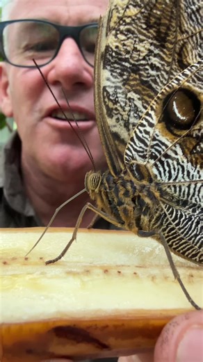 Incredible Butterfly Feeding Process Explained